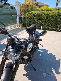 Ducati scrambler