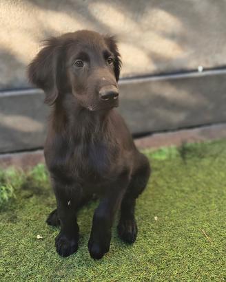 Cucciolo disponibile