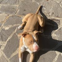 Pitbull maschio monta