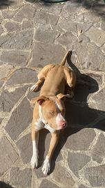 Pitbull maschio monta