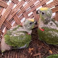 Pappagalli Amazzone DA IMBECCO