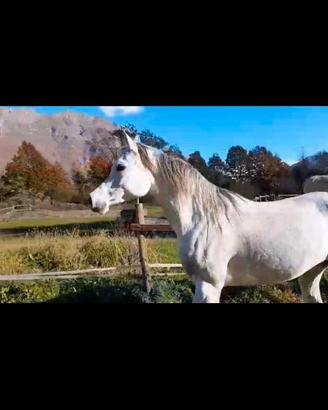 Fattrice araba documenti anica
