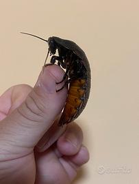Blatte fischianti del Madagascar