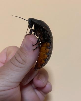Blatte fischianti del Madagascar