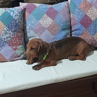 Cuccioli bassotto nano