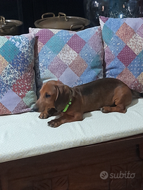 Cuccioli bassotto nano