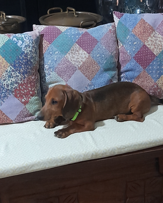 Cuccioli bassotto nano