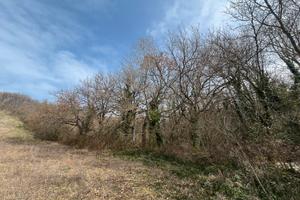 Terreno Boschivo con querce secolari