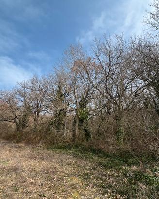 Terreno Boschivo con querce secolari