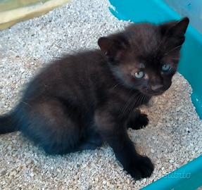 Piccolo Gattino di soli tre mesi
