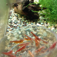 Neocaridine Davidi Orange