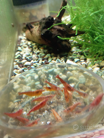 Neocaridine Davidi Orange