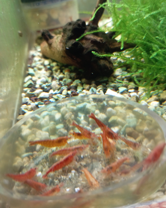 Neocaridine Davidi Orange