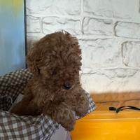 Barboncino mini toy e nano