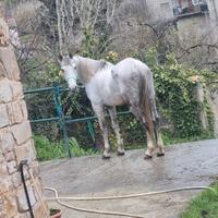 Castrone purosangue arabo