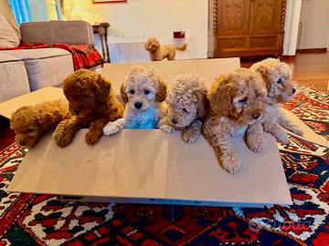 4 Barboncini Toy/Nano