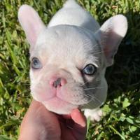 Bulldog francese esotica femmina