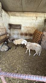 1 montone e 2 pecore