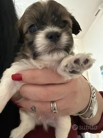 Incrocio shitzu/volpino