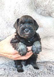 Schnauzer nano cuccioli