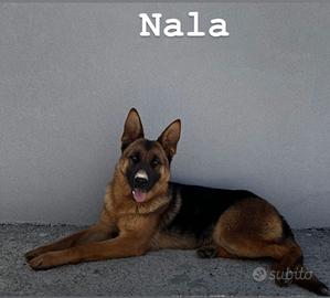 Coppia pastori tedeschi