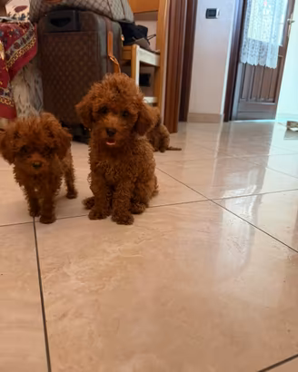 Barboncini toy e nani
