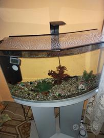 acquario d'acqua dolce 