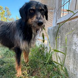 LEY - cagnolino di 5 anni e mezzo - taglia media