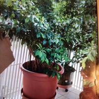 sempreverdi foglie lucide ricambio ossigeno