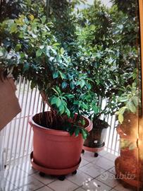 sempreverdi foglie lucide ricambio ossigeno