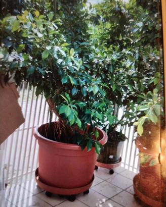 sempreverdi foglie lucide ricambio ossigeno