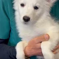 Cagnolino da adottare