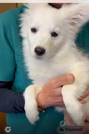 Cagnolino da adottare