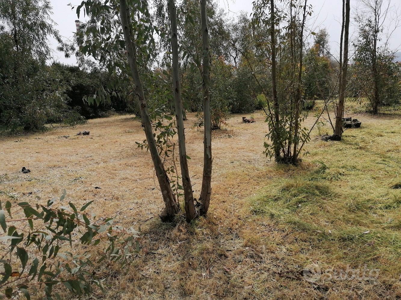 terreno agricolo loc. Perda Mois - Vista 3