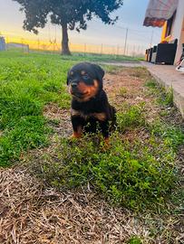 Cuccioli rottweiler