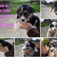 Cuccioli di border collie