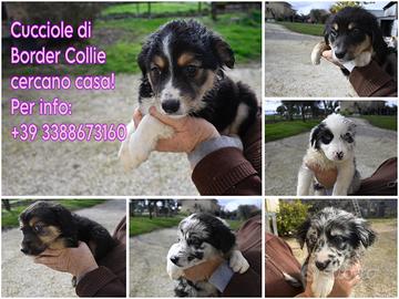Cuccioli di border collie