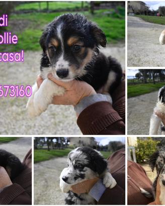 Cuccioli di border collie