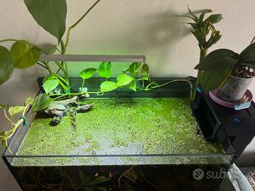 Piante acquario e 2 molly