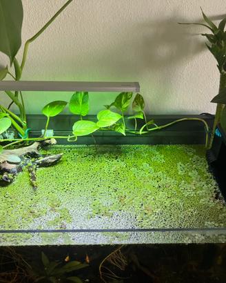 Piante acquario e 2 molly