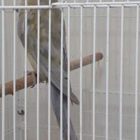 Parrocchetto dal collare