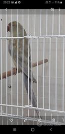 Parrocchetto dal collare