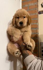 Golden Retriever americano
