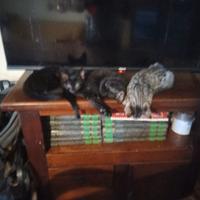 Gatti e gatte di 2 mesi