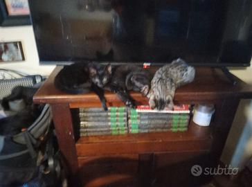 Gatti e gatte di 2 mesi