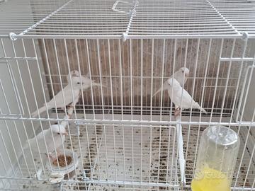 Uccelli