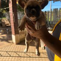 Cuccioli Bull Dog Francese