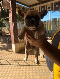 Cuccioli Bull Dog Francese