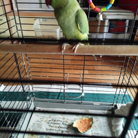 Pappagallo