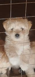 Cucciolo di maltese